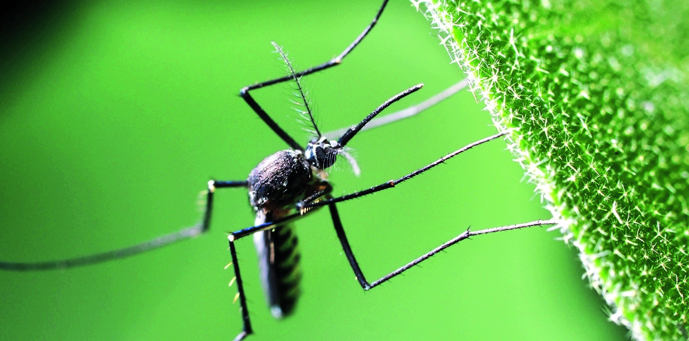 Klein aber tödlich: Eine Mücke der Gattung Aedes 
