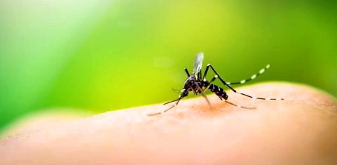 Die Anophelesmücke ist der wichtigste Überträger von Malaria 