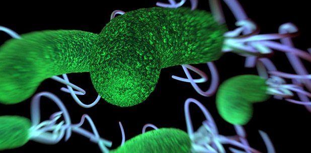 Das Bakterium Helicobacter pylori