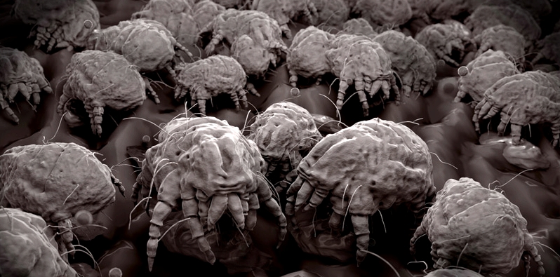 Bis zu 15.000 Milben befinden sich in nur einem Gramm Hausstaub