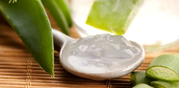 Salbe aus Aloe vera wird eine antientzündliche, wundheilende und feuchtigkeitsspendende Wirkung nachgesagt