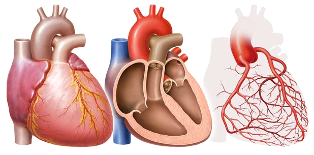 Wenn der Herzmuskel entzündet ist, sprechen Ärzte von einer Myokarditis